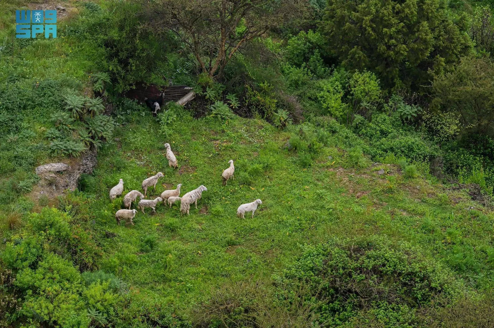 Baha blossoms into emerald-green landscape from heavy rain