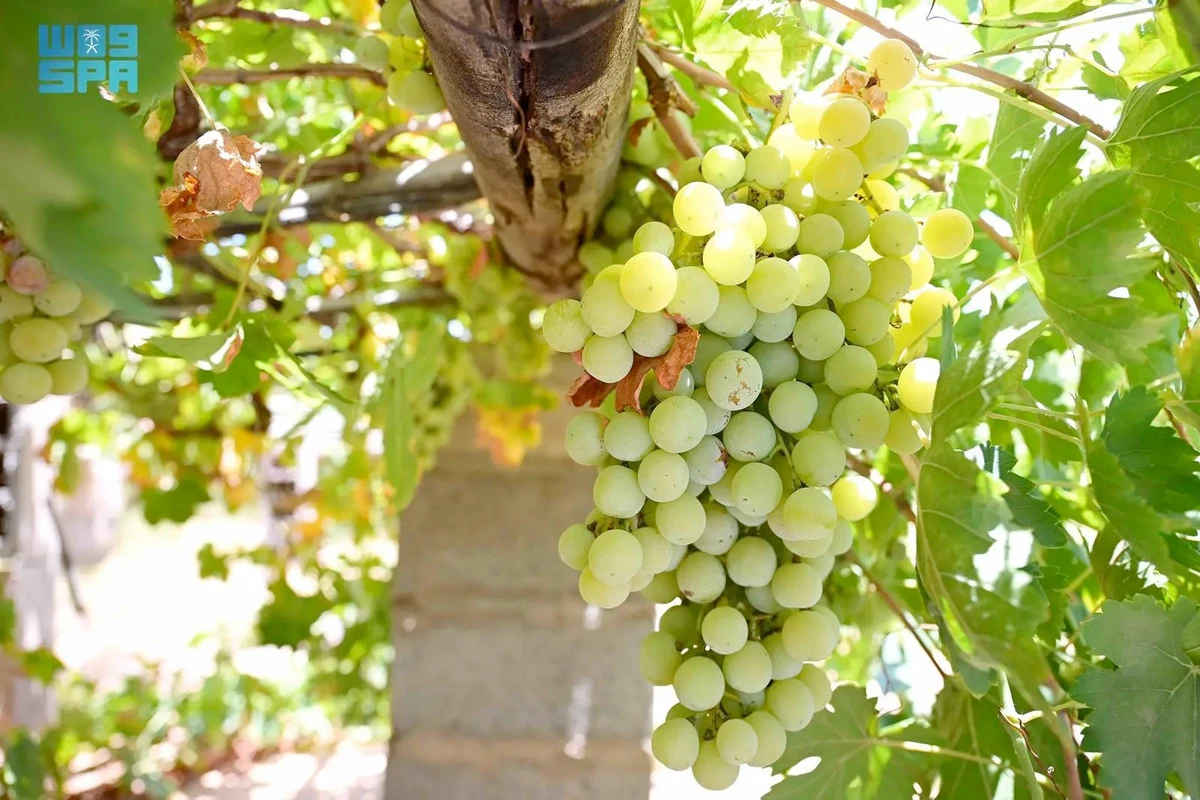 Grape farming is considered profitable because of the ease of cultivation in various soils with minimal water requirements and the plant’s adaptabilty to various climates in the Kingdom. (SPA)