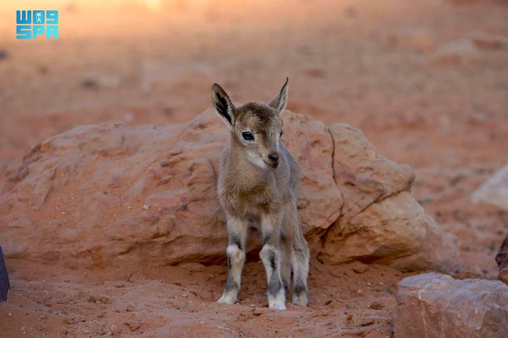 The reserve’s development authority said that over time, more than 81 mountain ibexes have been reintroduced across various areas of the reserve. (SPA)