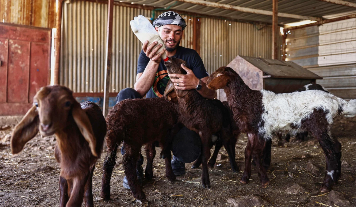 Haitham Suleiman Zaid, a resident of the bedouin community of al-Auja in the Israel-occupied West Bank who was affected by reported sheep theft by Israeli settlers the previous week, feeds younglings in his sheepfold on March 16, 2025. (AFP)