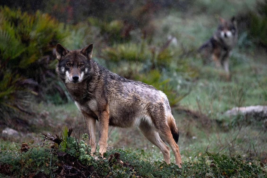 Spain reverses ban on hunting wolves in north
