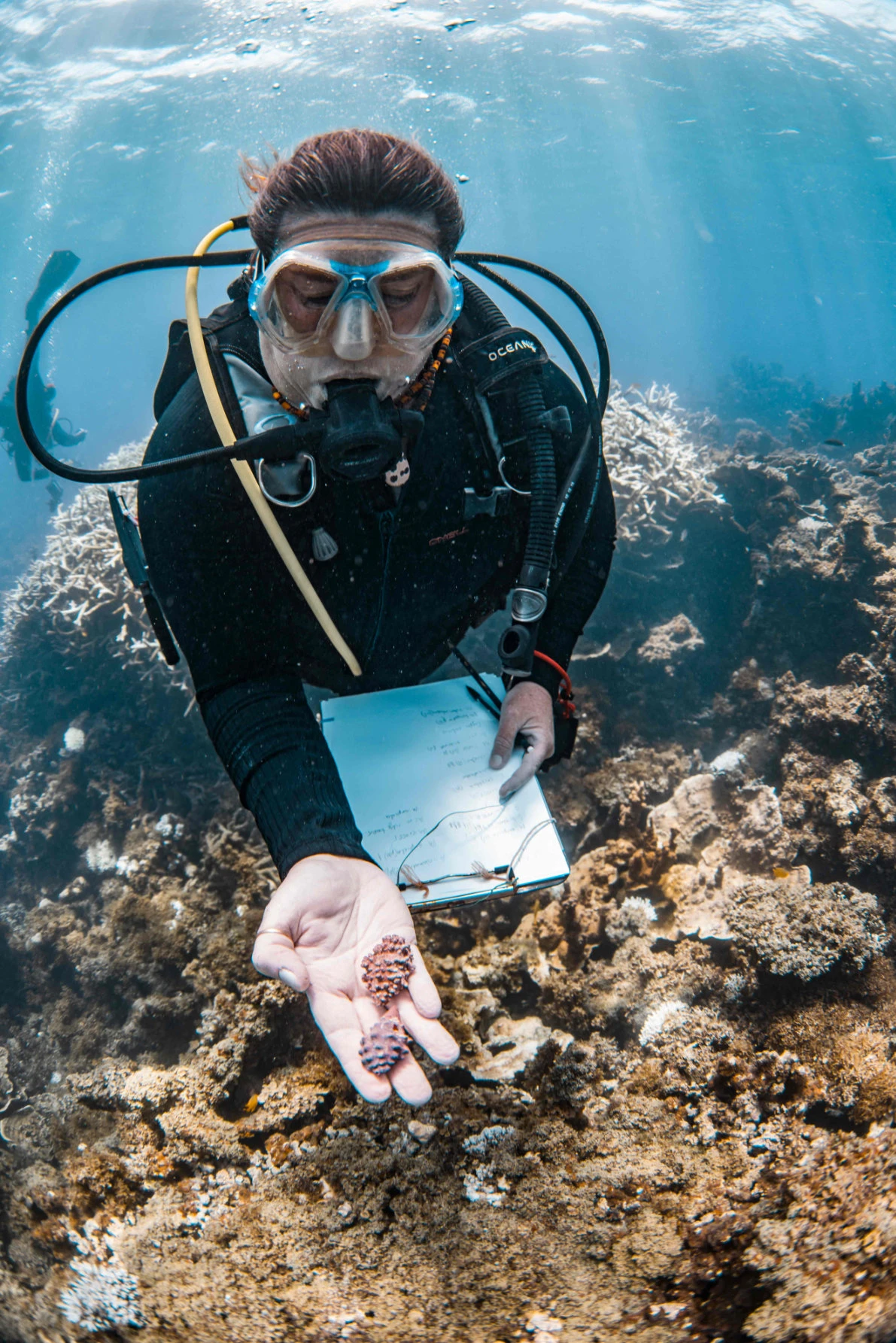 A diver inspects a bleaching event on the Ningaloo Reef. (AFP)