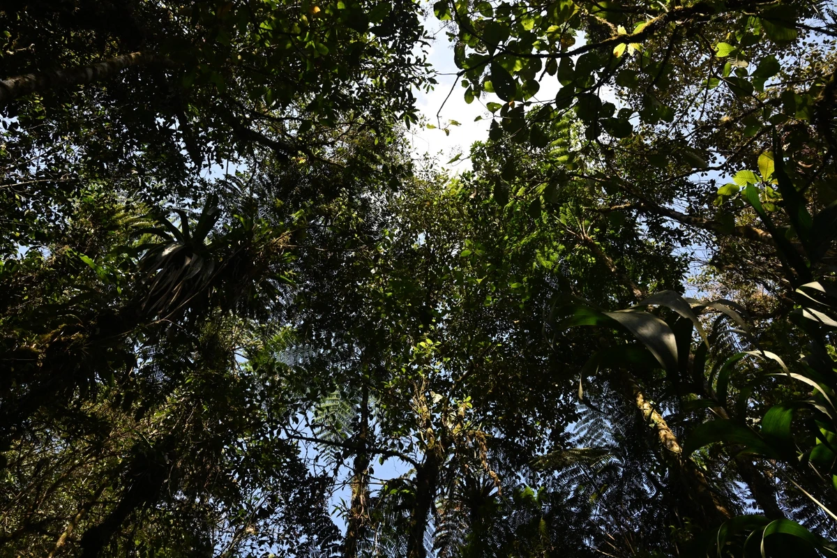 Forests are key to make global agrifood systems more efficient, inclusive, resilient and sustainable (File/AFP)