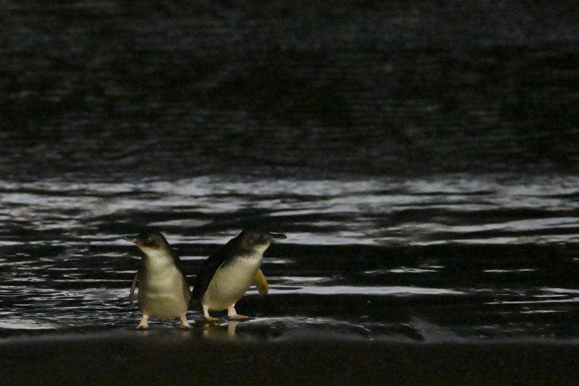 The islands are not habitted by humans. (FILE/AFP)
