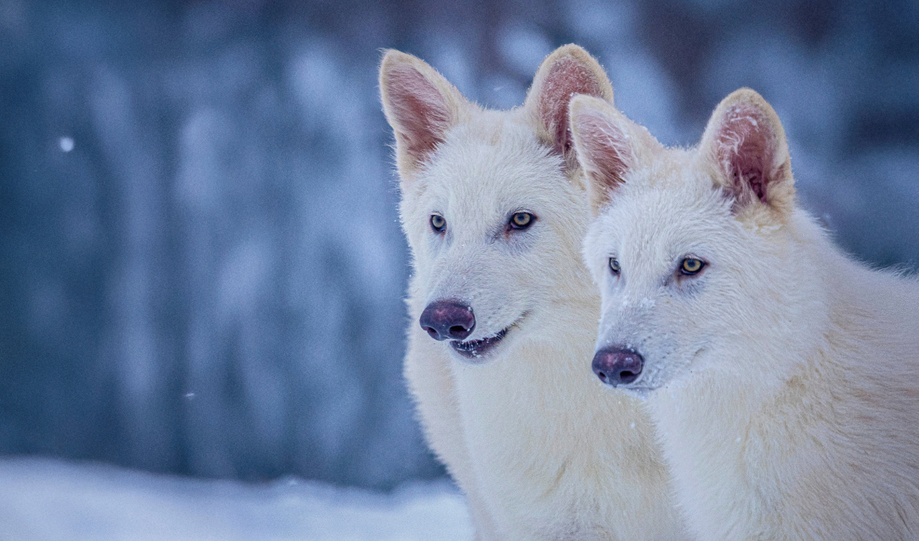 This undated photo provided by Colossal Biosciences shows Romulus and Remus, both 3-months old and genetically engineered with similarities to the extinct dire wolf. (AP)