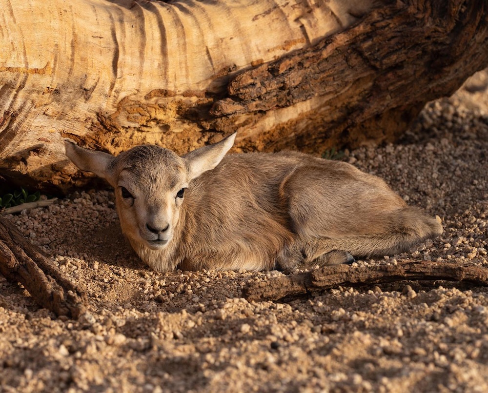 First sand gazelle of 2025 born at royal reserve