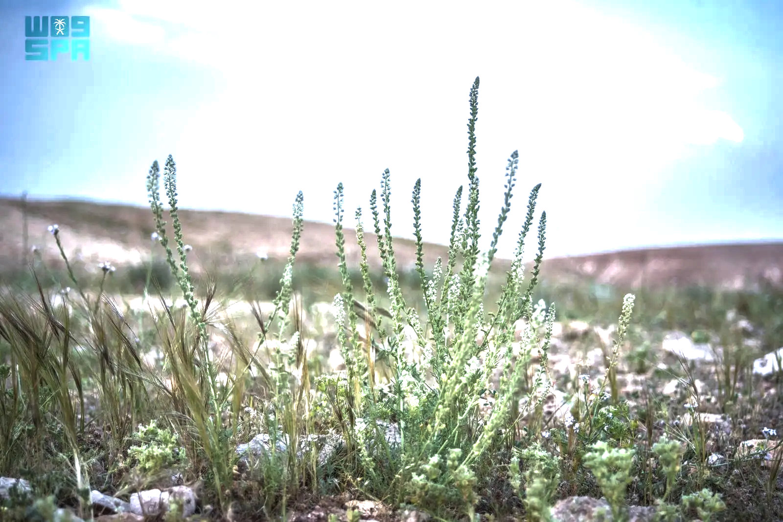 Reseda alba, an aromatic herb found across Saudi Arabia, plays vital role in fighting desertification