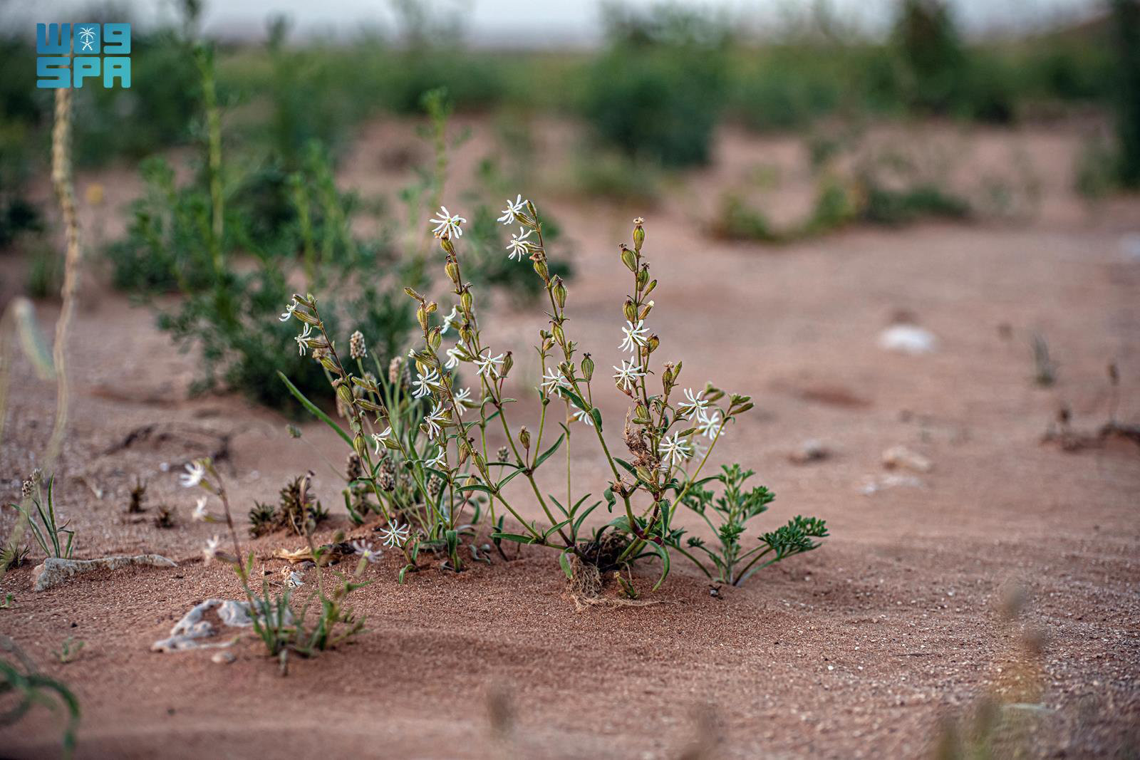 Silene arabica is found in desert and semi-desert ecosystems, such as the area stretching from north Africa, Saudi Arabia to southern Iran. (SPA photo)