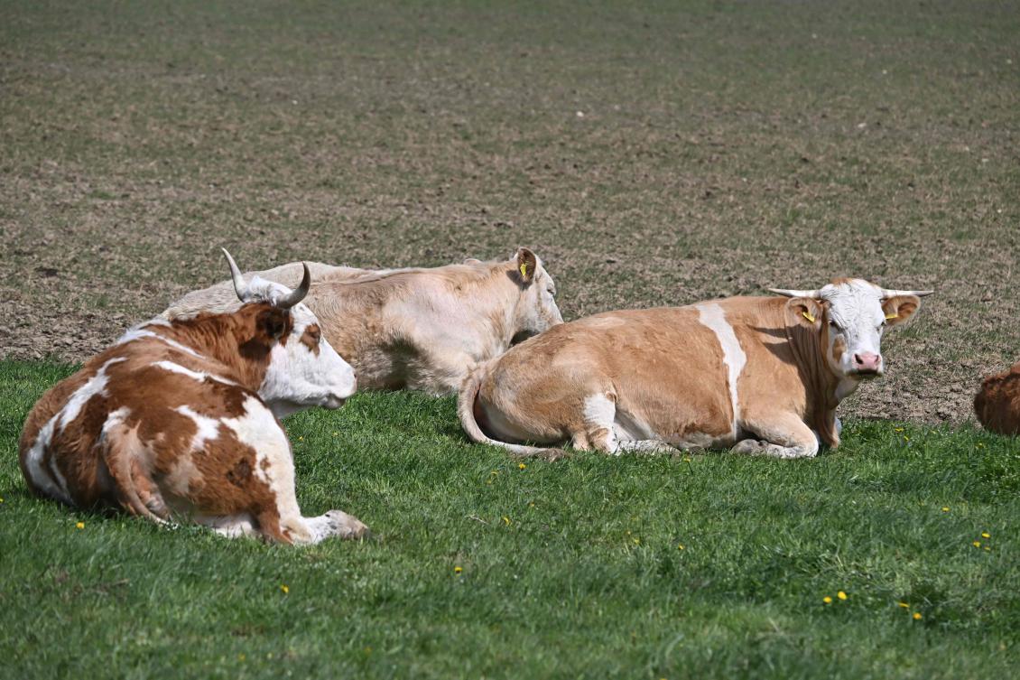 Free-range cows are seen at a fenced-in local farm near the Pecsely village, about 100 kilometers from the Austrian and Slovak borders, on April 10, 2025. Hungarian officials reported last week their first foot-and-mouth outbreak of the disease in more than five decades. At least 3,500 cattle have been affected in the northwest of the country, near its borders with Slovakia and Austria. (AFP)