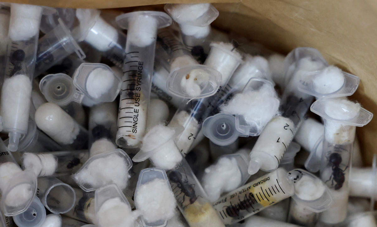 Ant smugglers arrested in Kenya as government warns of changing trafficking trends