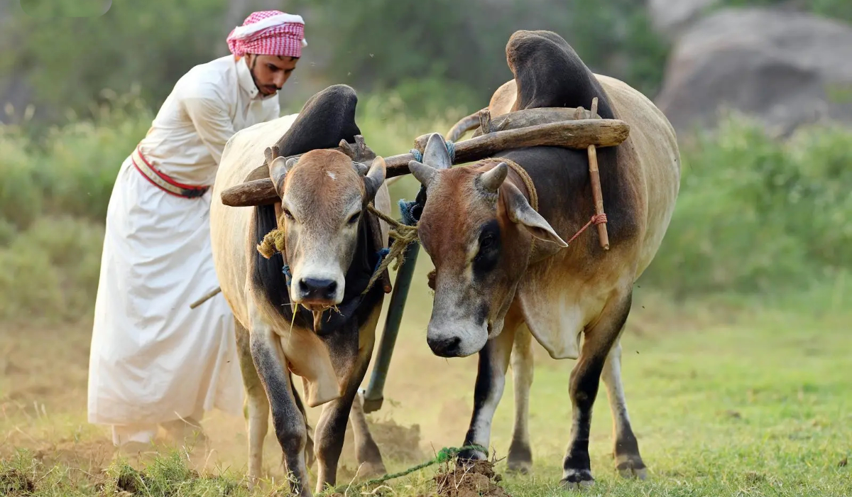 Farmers in Asir believe traditional methods provide greater control while preserving soil fertility and reducing fossil fuel dependence. (SPA)