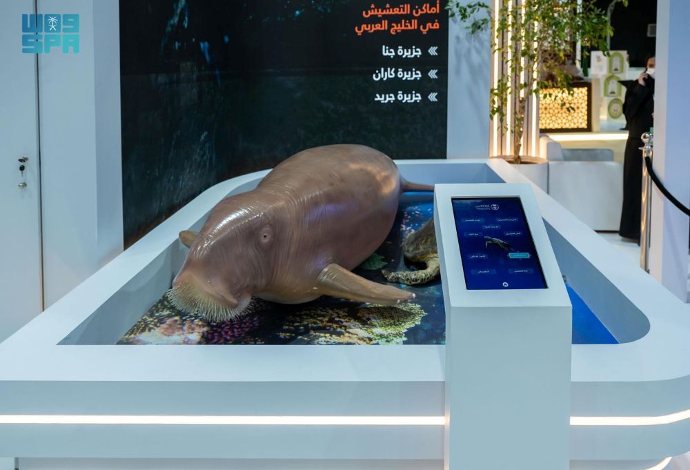 Found in the country’s warm coastal waters, the species is considered an important marker of the health and stability of marine ecosystems. (SPA)