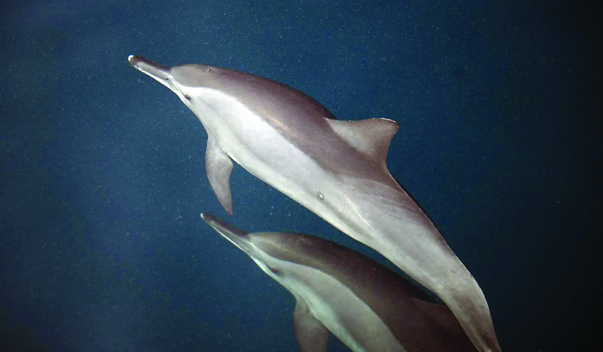 Dolphin sightings add to Farasan Islands’ growing ecotourism appeal. (SPA)