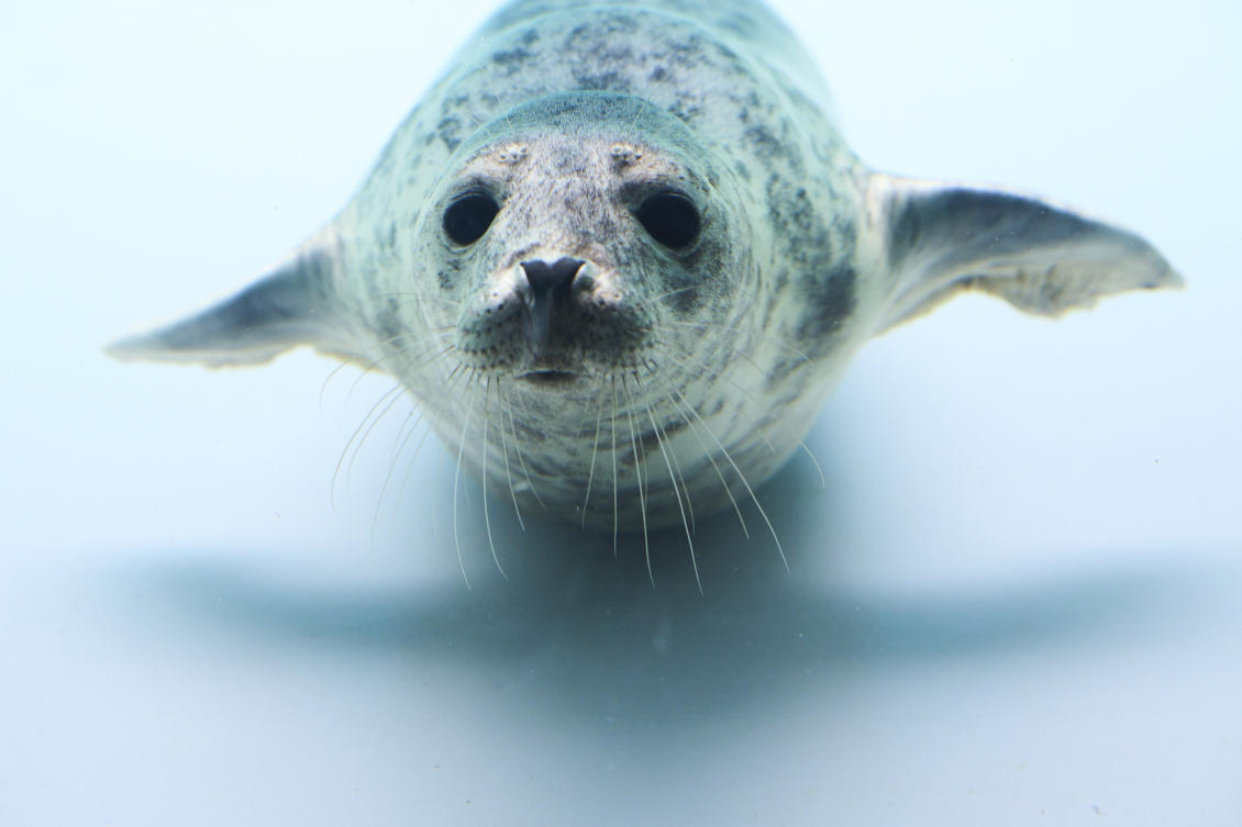 Injured seals get care and sanctuary at a new center in the Netherlands