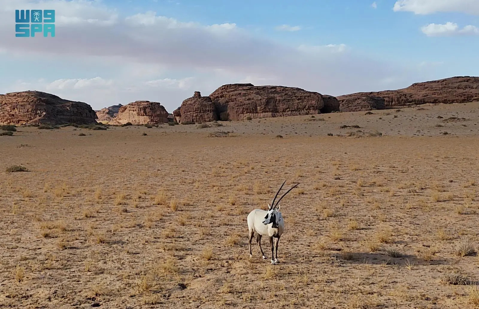 AlUla marks Environment Week 2025