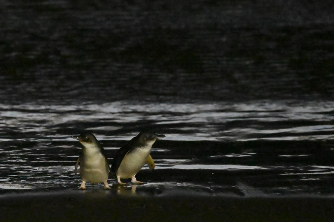 The islands are not habitted by humans. (FILE/AFP)