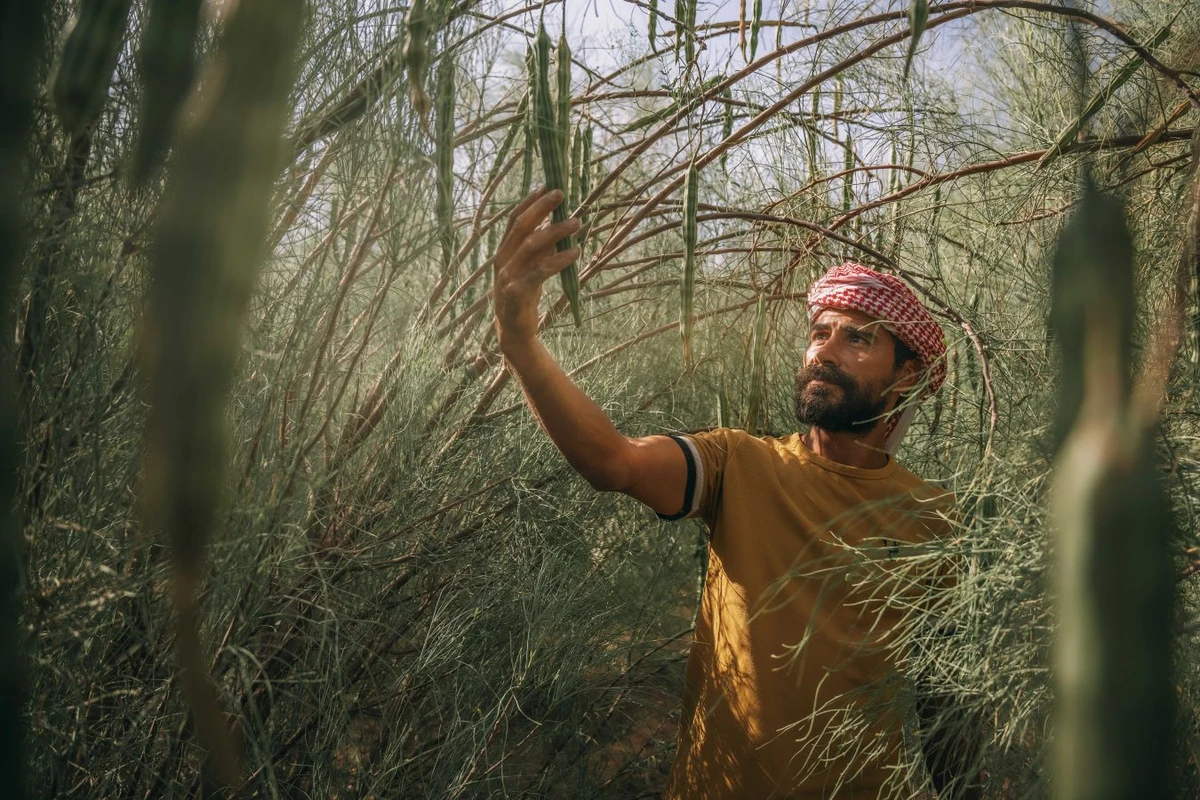 A farmer in AlUla harvesting peregrina. (Supplied)