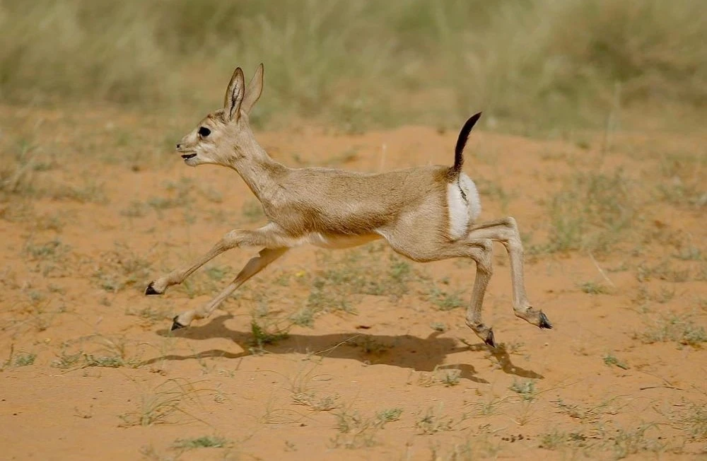 NCW has announced the birth of five endangered Arabian sand gazelles in the Buraidah Oasis. (SPA)