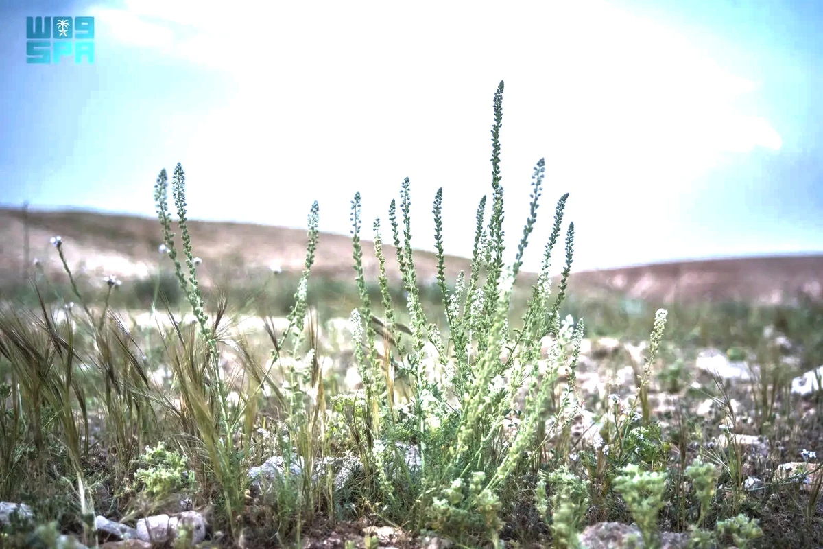 Reseda alba flowers in springtime, attracting bees and other pollinators, thereby enhancing ecological balance. (SPA)