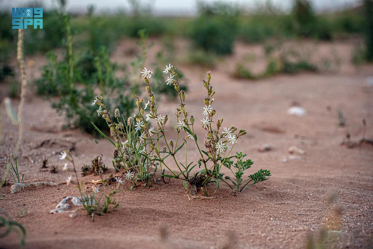 Silene arabica is found in desert and semi-desert ecosystems, such as the area stretching from north Africa, Saudi Arabia to southern Iran. (SPA photo)