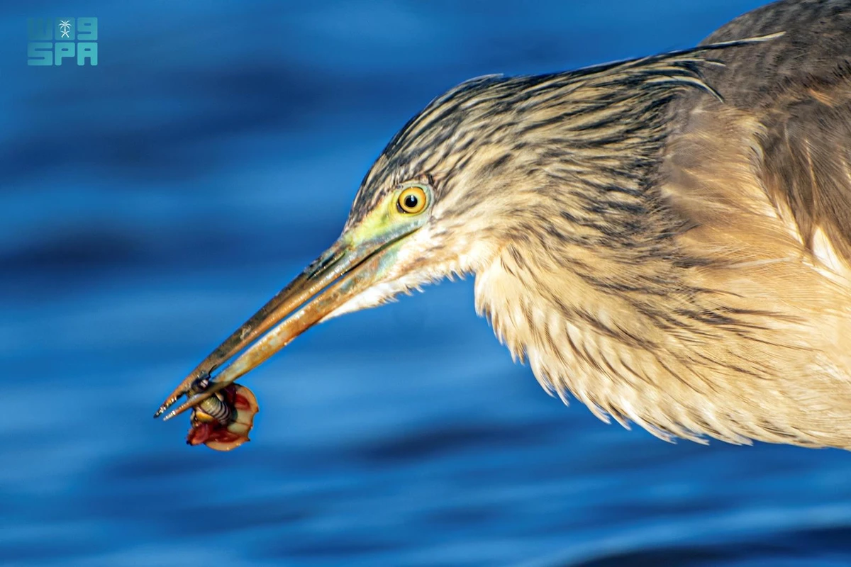 Golden heron graces skies of Northern Borders region