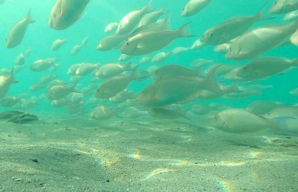 The harid fish, or parrotfish, is a diverse species inhabiting coral reefs and plays a key role in the marine ecosystem. (SPA)