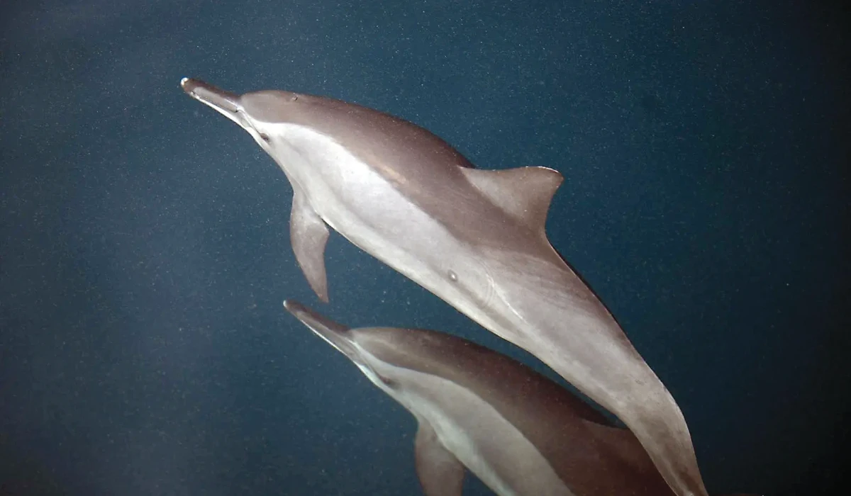 Dolphin sightings add to Farasan Islands’ growing ecotourism appeal. (SPA)