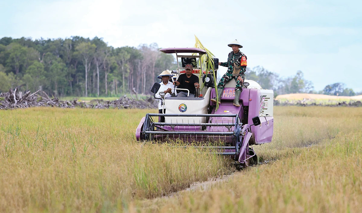 A harvester is seen on its first rice harvest in Merauke, South Papua. (AFP)