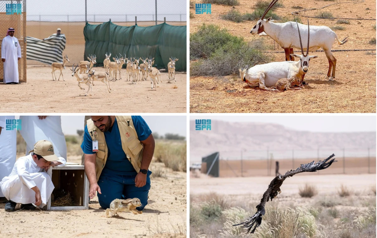 Clockwise, from top left: Arabian sand gazelles, Arabian Oryx, a Black kite, and a wild hare. (SPA photos)