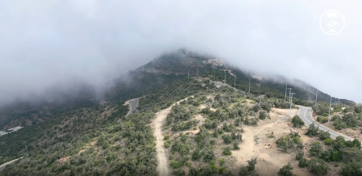 Forests cover just 1.1 percent of Saudi Arabia’s landmass, but they play an outsized role in preserving biodiversity, storing carbon, and improving food security. (Screen grab from NCVC video)