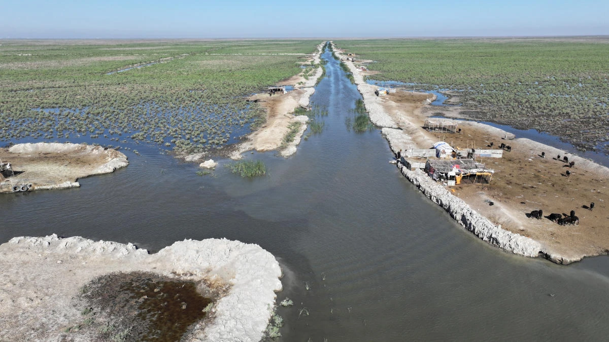 Droughts in Iraq endanger buffalo, and farmers’ livelihoods