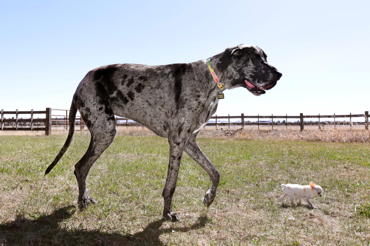World’s tallest and smallest dogs meet up for a playdate