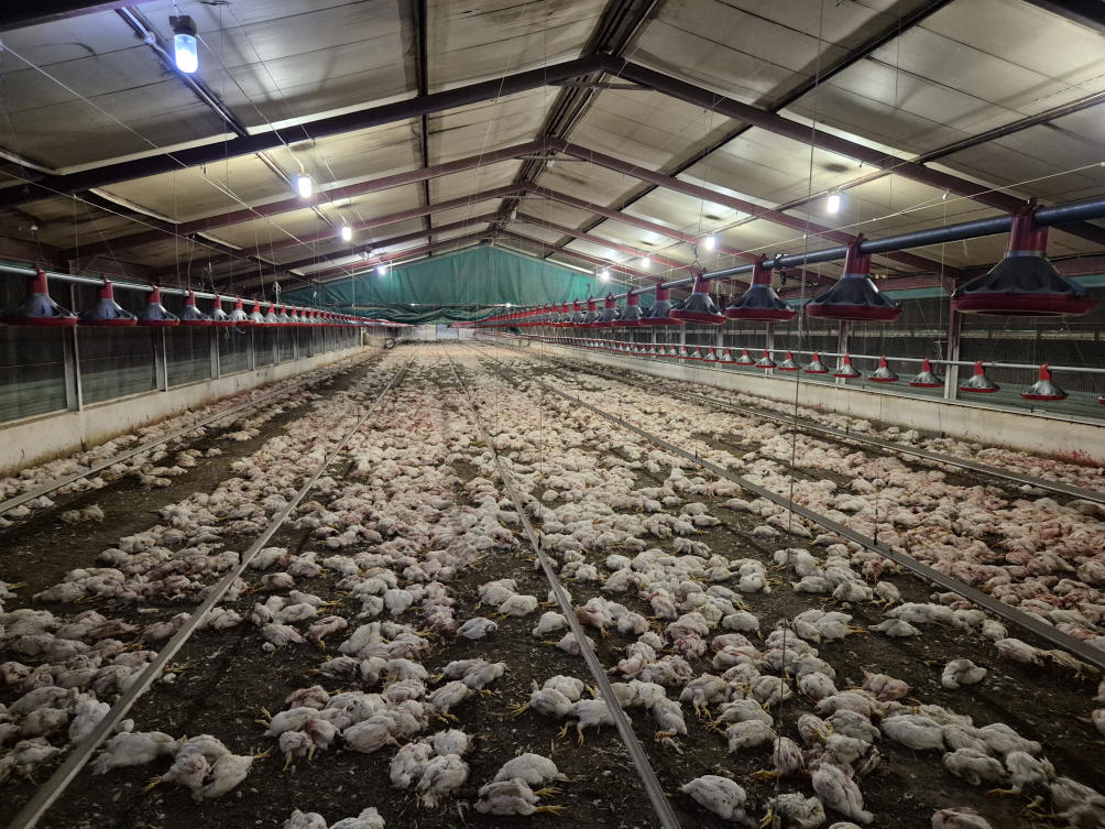 350,000 chickens euthanized in South Africa after they were left starving and eating each other