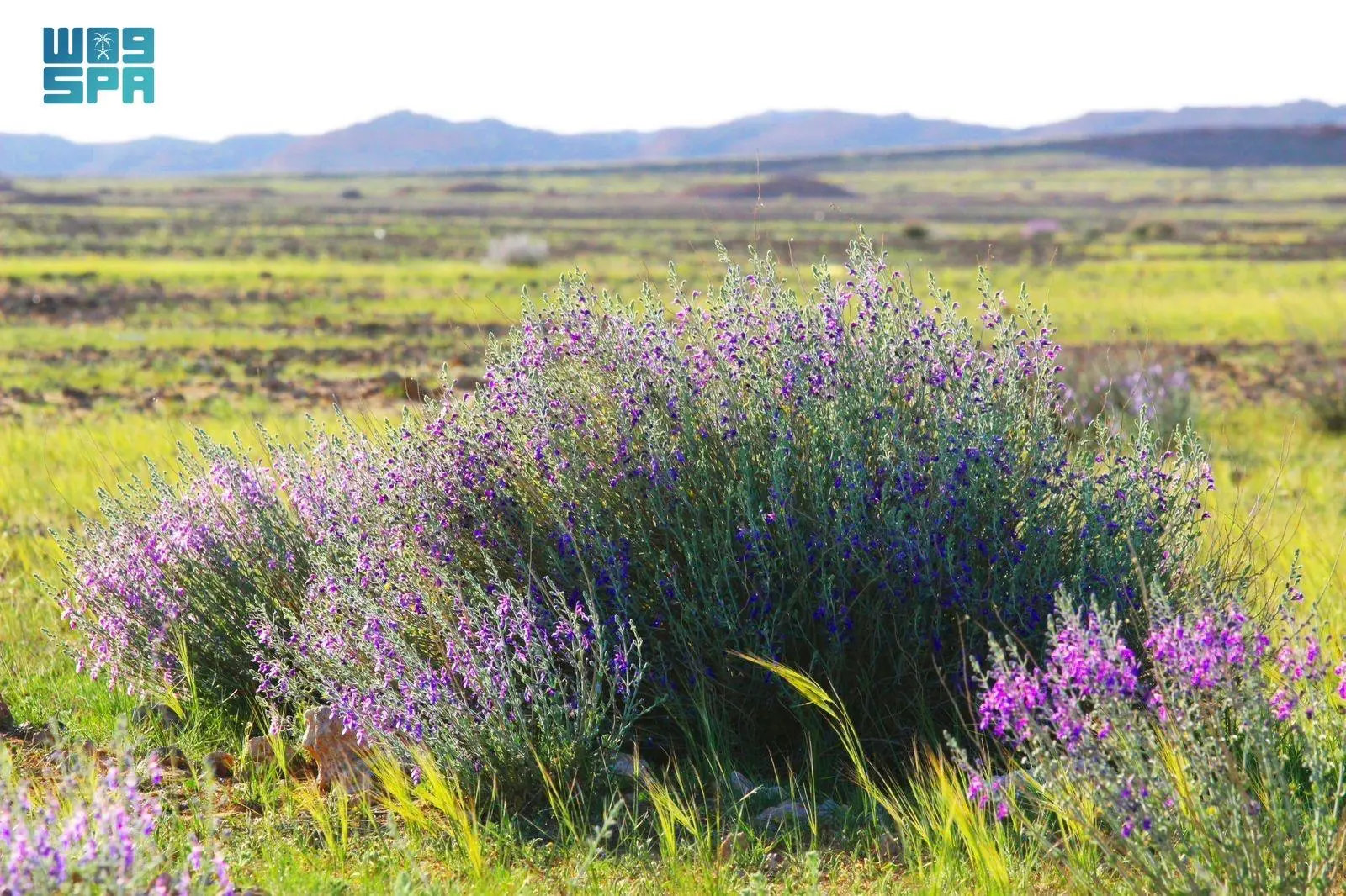 Teucrium Oliverianum plant helping to mitigate desertification in Saudi Arabia’s north