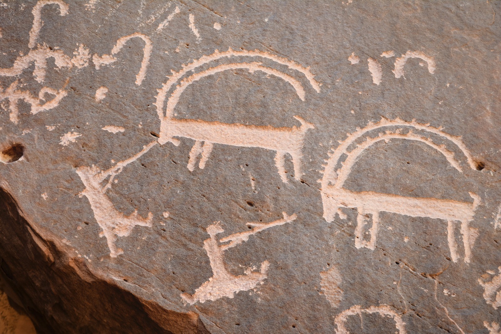 Ancient petroglyphs were among the sources studied by scientists to determine which species once roamed the Arabian peninsula. (Supplied)
