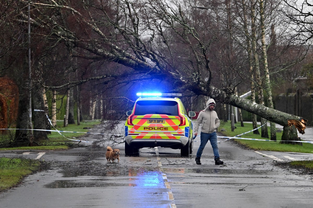 A photograph taken on January 24, 2025 shows a person walking their dog backdropped by a police car and fallen tree obstructing the road in Helensburgh Scotland. (AFP)