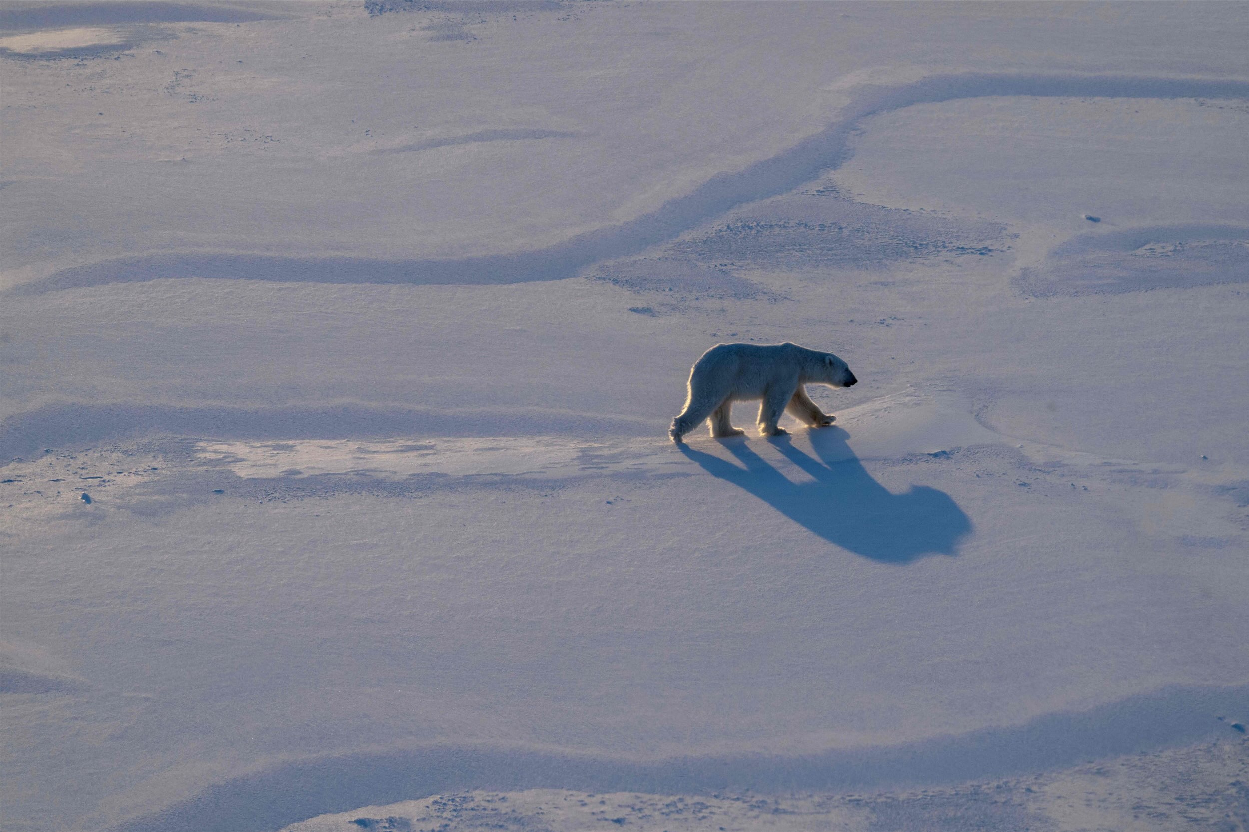 Polar bear biopsies to shed light on Arctic pollutants