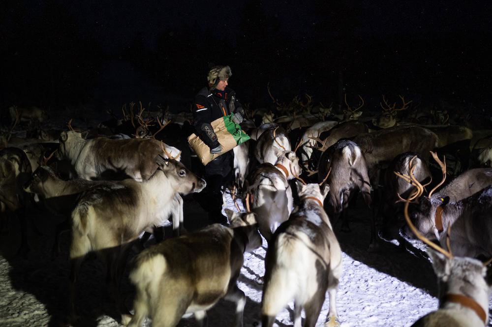 Growing Arctic military presence worries Finland’s reindeer herders
