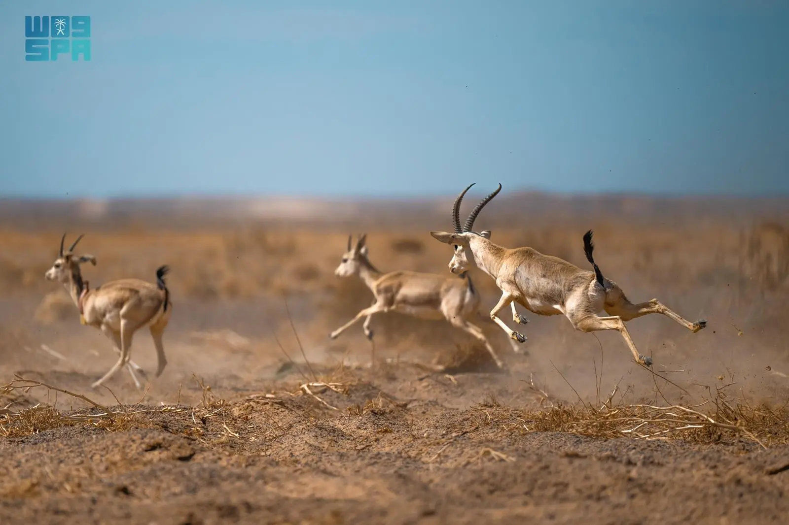 KSRNR is home to over 350 species of various mammals, reptiles, and amphibians. (SPA)