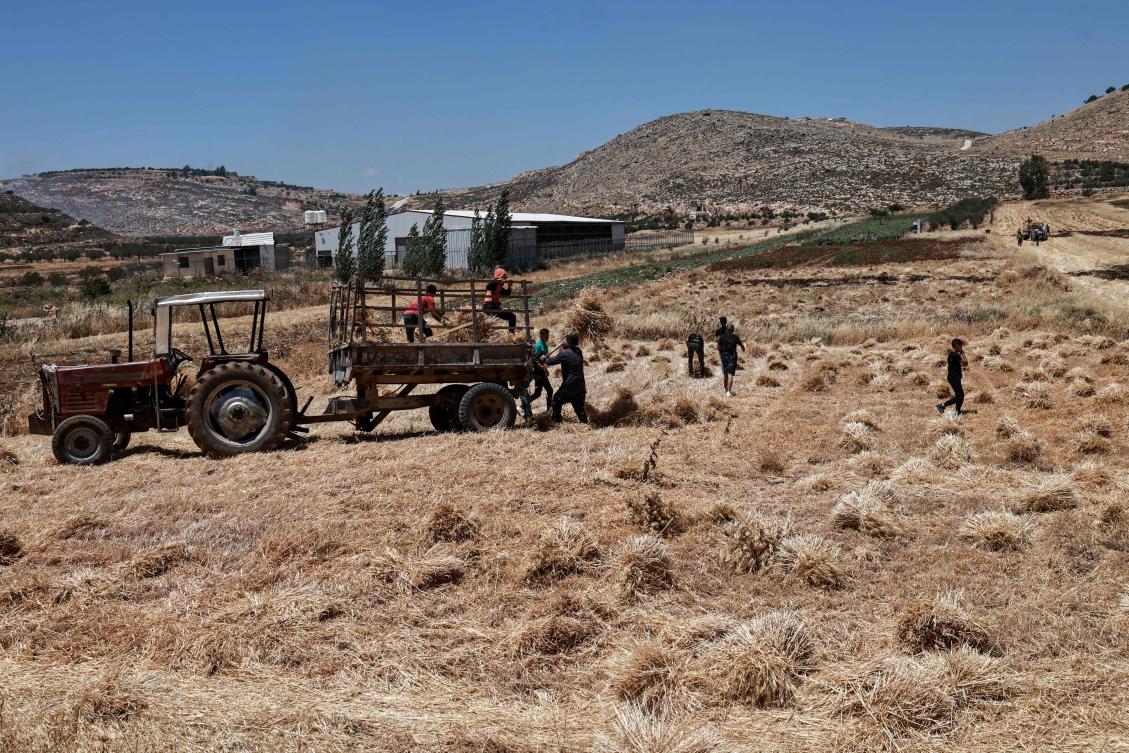 Farmers harvest wheat in a partially burnt field which was reportedly set on fire by Israeli settlers the previous days, in the Palestinian Khirbet Abu Falah village northeast of Ramallah in the occupied-West Bank, on May 28, 2025. (AFP)