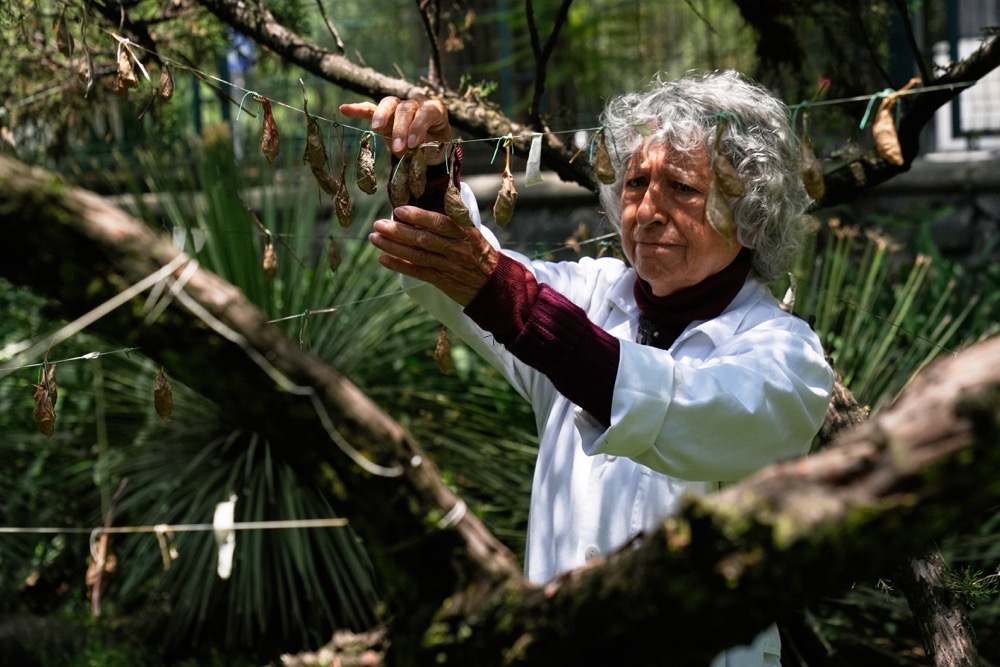 Rescued giant moths emerge from cocoons in Mexico’s sprawling capital