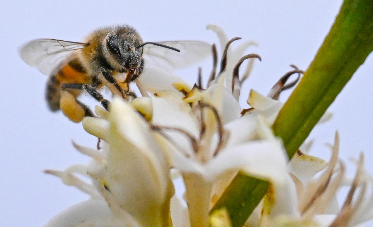 Bee alert: US police warn after 250 million insects escape