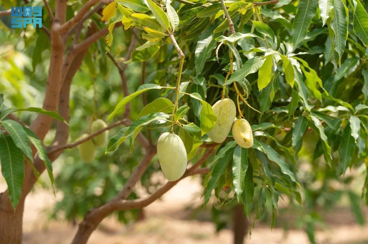 Mango and Tropical Fruits Festival to start this week in Jazan