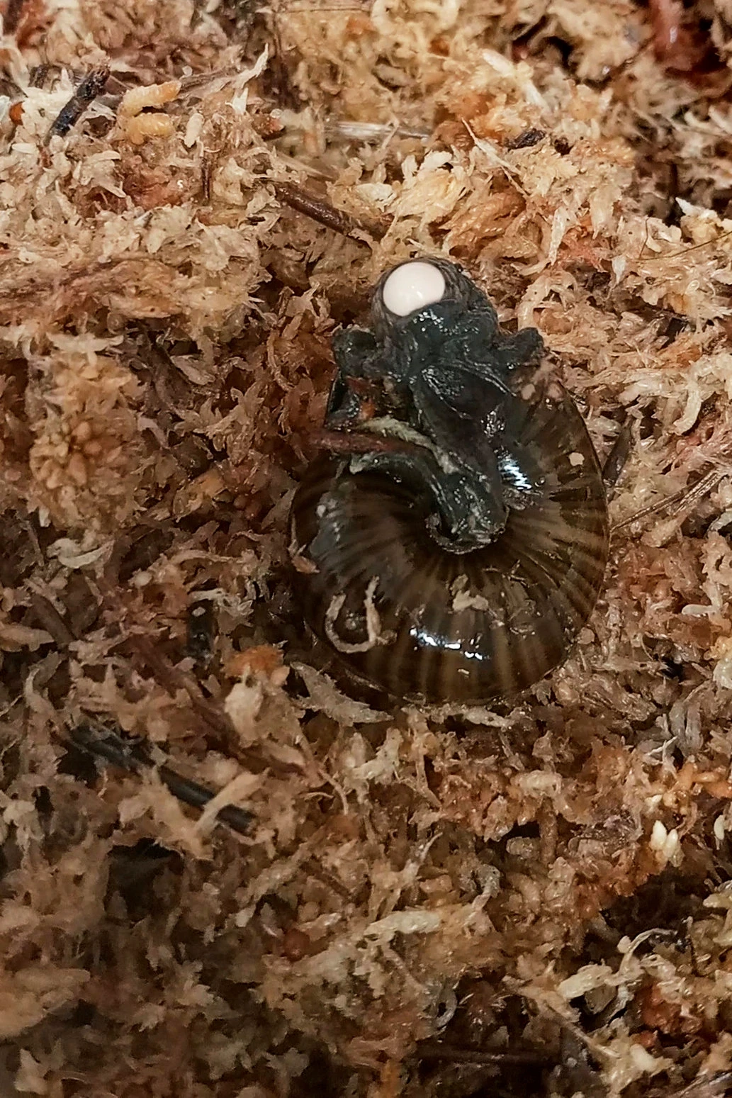 In this image made from video, a Powelliphanta augusta snail lays an egg from its neck at the Hokitika Snail Housing facility on Sept. 18, 2024, in Hokitika, New Zealand. (New Zealand Department of Conservation via AP)