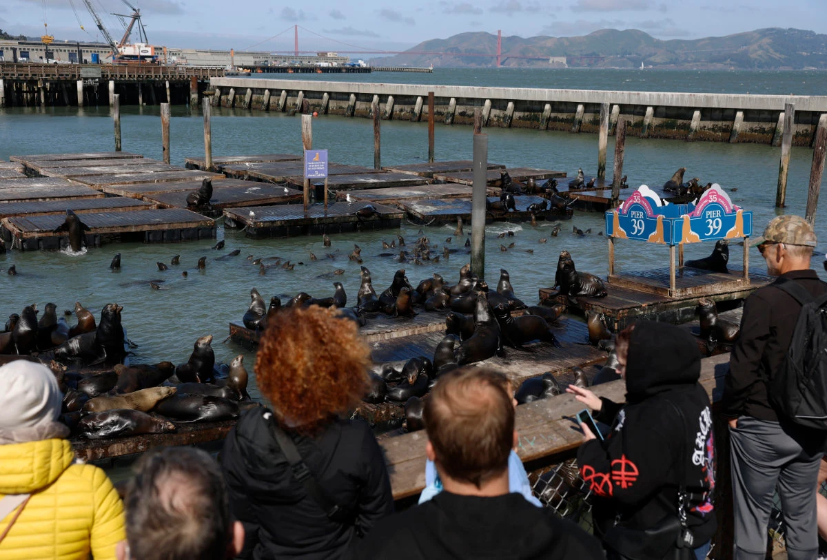 Visitors view the sea lions at Pier 39 on May 2, 2025 in San Francisco, California. Foreign tourism to California fell sharply in February and March during the first 100 days of Donald Trump's second term in the White House. (Getty Images via AFP)