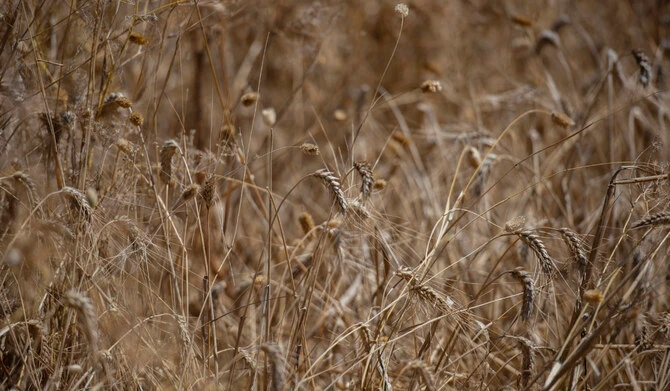 Algeria’s state grains agency OAIC has bought milling wheat in an international tender which closed on Wednesday, European traders said. (AP/File)