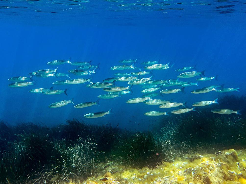 Nations will be under pressure to deliver more than just rhetoric at a UN oceans summit in France next week, including much-needed funds to better protect the world’s overexploited and polluted seas. (AFP)