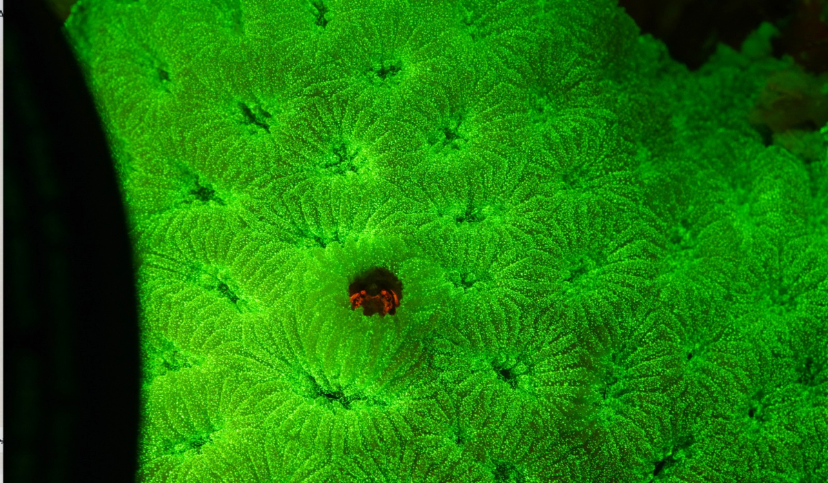 Different species inhabit different coral structures — such as open tunnels or enclosed galls — and their fluorescence patterns influence their visibility. (Supplied)