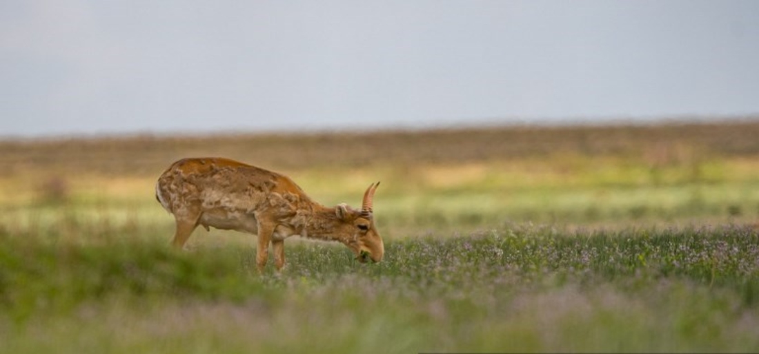 A Saiga antelope grazes in the steppe on the border of Akmola and Kostanay regions of Kazakhstan. (AFP)