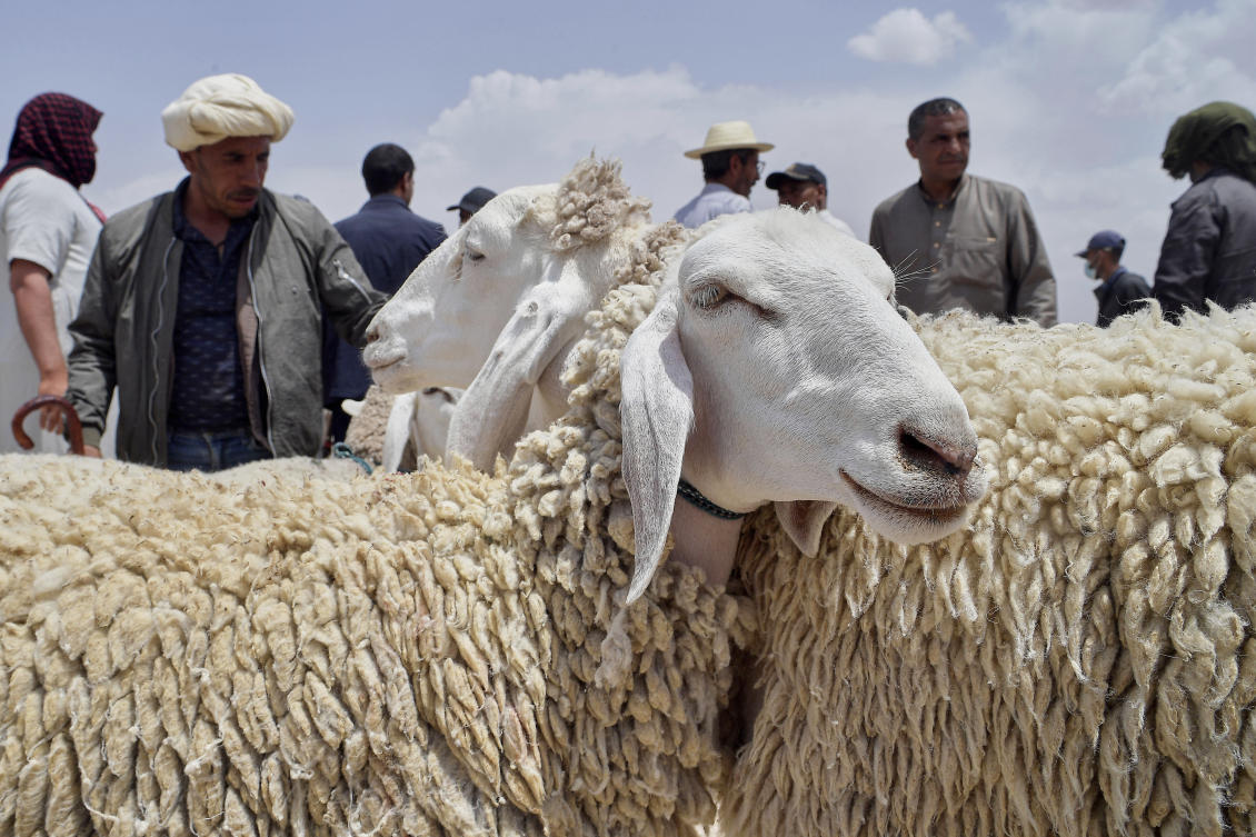 Drought, rising prices and dwindling herds undercut this year’s Eid Al-Adha in North Africa